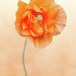 California Poppy 2 by Isabela and Skender Cocoli