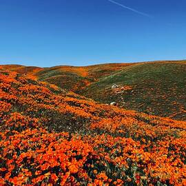 California Poppy Hills by Collin Westphal