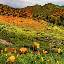 California Poppy Super Bloom by Norma Brandsberg