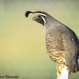 California Quail Potrait by Tahmina Watson