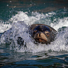 California Sea Lion 2 by Erin O'Keefe