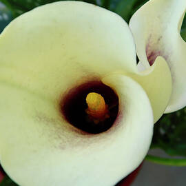 Calla Lilies - 2 by Arlane Crump