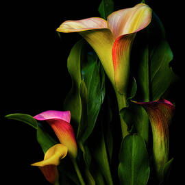 Calla lilies in colors by Alinna Lee