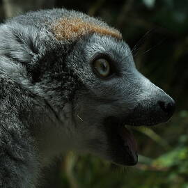 Calling Crowned Lemur by James Dower
