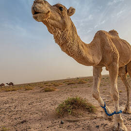 Camel in Sahara by H F