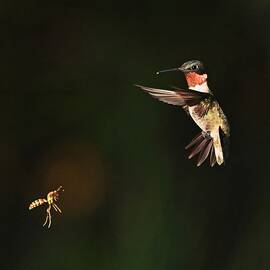 Hummingbird vs yellow jacket  by Ken Lawrence