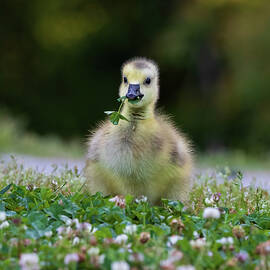 Canada Goose - Adorable Gosling by Chad Meyer