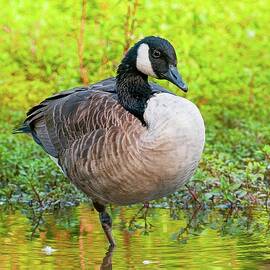 Canada Goose in Summer by Ray Whitt