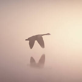 Canada Goose In The Mist by Jordan Hill