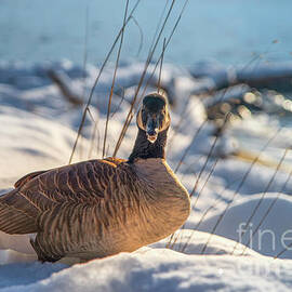 Canada goose on a snowy beach by Viktor Birkus
