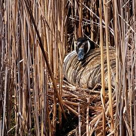 Canada Goose on Nest, Madison, WI by Steven Ralser
