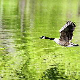 Canada Goose Over Emerald Water by Scott Pellegrin