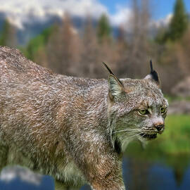 Canada Lynx by Arterra Picture Library