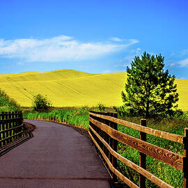 Canola on the Trail by David Patterson