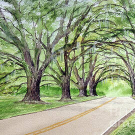 Canopy Of Live Oak Trees Plantation Road by Bill Holkham