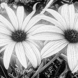Cape Rain Daisy Flower BW by Marco Sales