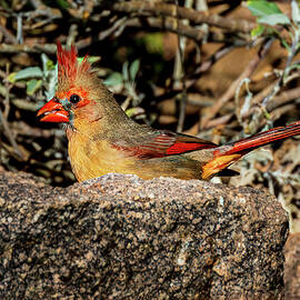 Cardinal 4 by Jon Berghoff