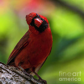 Cardinal Bird tilting its Head by Phillip Espinasse