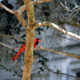 Cardinal On Bare Tree by Cynthia Guinn