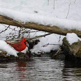 Cardinal Red Reflection by Scott Burd