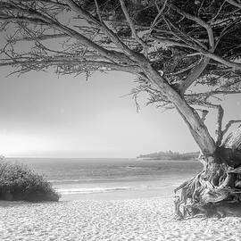 Carmel-By-The-Sea BW by Christina Ford