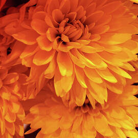 Carnations in Orange  by Jo M