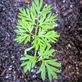 Carrot Sprout by Elisabeth Lucas