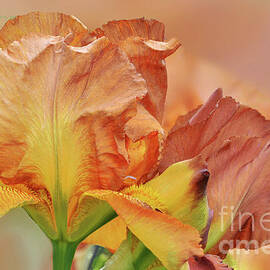 Cascade Splendor Bearded Iris Art by Regina Geoghan