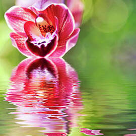 Cascading Orchids Reflecting by Kaye Menner by Kaye Menner