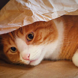 Cat in the Bag by Marilyn DeBlock