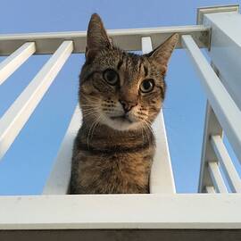 Cat with head in railing by Natala Bella Photography