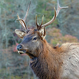 Cataloochee Valley Elk by Gina Fitzhugh