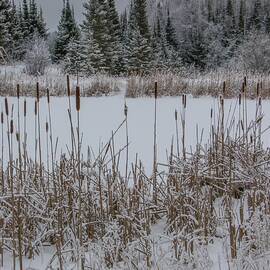 Cattails with a Dusting of Fresh Snow by Gary Arands