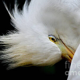 Cattle Egret #2 by Laurie Minor
