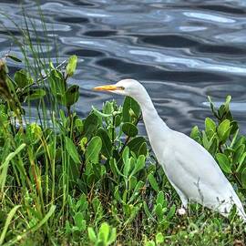 Cattle Egret by Charlene Cox