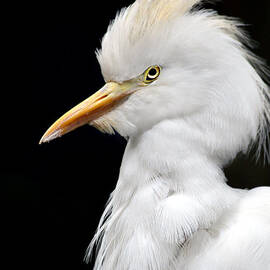 Cattle Egret by Laurie Minor