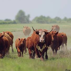 Cattle Stampede  by Sara Colyer