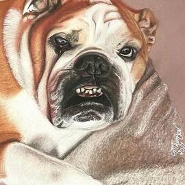 Cava Bulldog by Pam Thompson