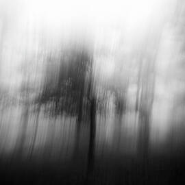 Cedar in Fog by Ryan Johnson