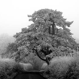Cedar In The Frosty Hedgerow BW by Lynne Iddon