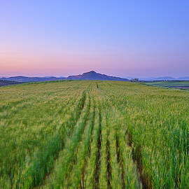Cereal fields. Granada. Spain. At red sunset. 