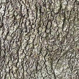 Challenge old tree trunk rough surface  by John Shiron
