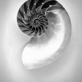 Chambered Nautilus Shell in Monochrome by Susan Maxwell Schmidt