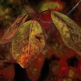 Changing Seasons by Michael R Anderson