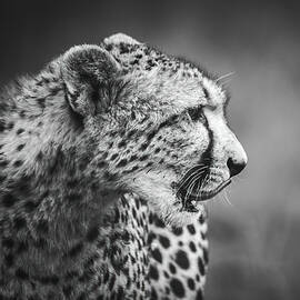 Cheetah After Dinner Lick by Keith Carey