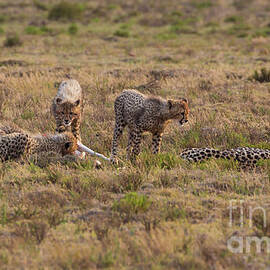 Cheetah Family At Breakfast by Eva Lechner