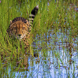 Cheetah in Marsh by Inge Johnsson