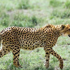 Cheetah in Serengeti National Park by RicardMN Photography