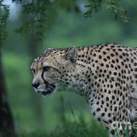 Cheetah on the move by Dwight Cook