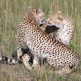 Cheetah Pair by Jenny Scholten van Aschat
